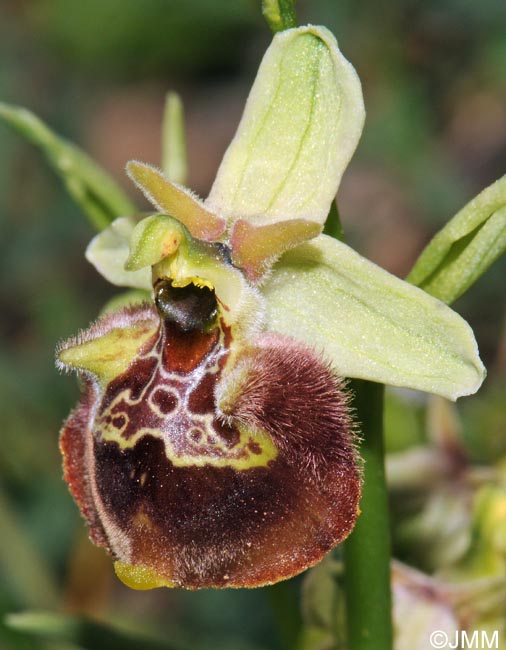Ophrys peucetiae