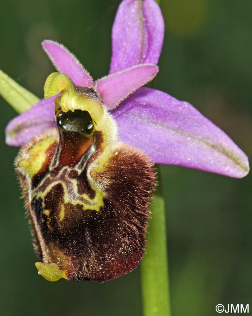 Ophrys peucetiae