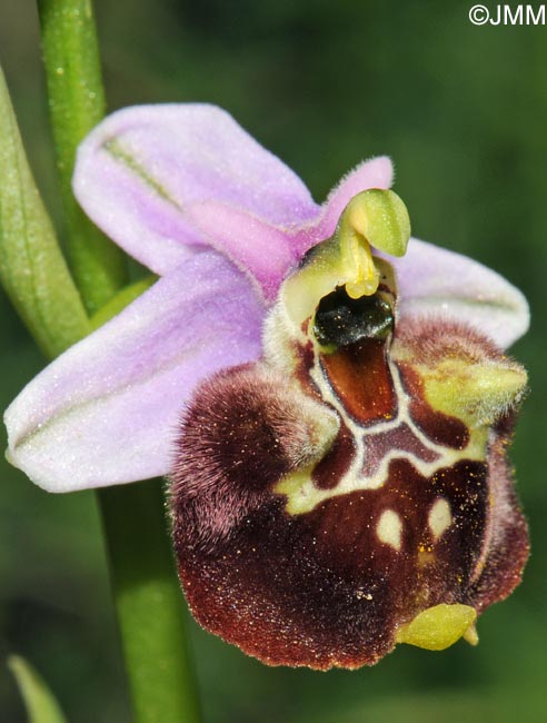 Ophrys peucetiae