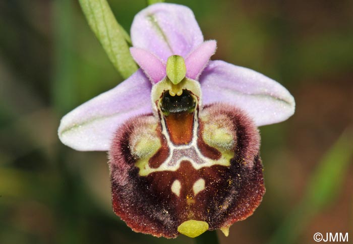 Ophrys peucetiae