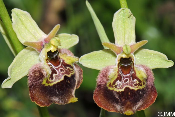 Ophrys peucetiae