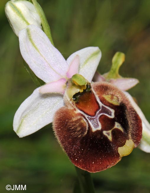 Ophrys peucetiae