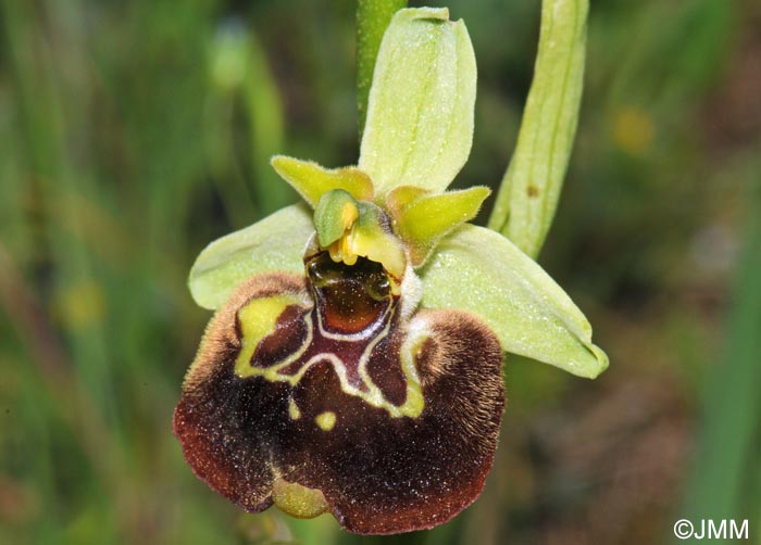 Ophrys peucetiae