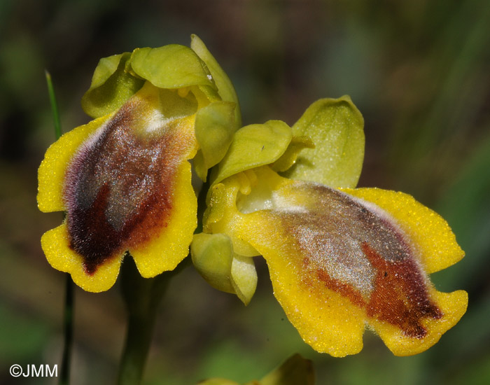 Ophrys phryganae