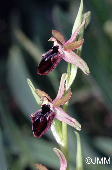 Ophrys promontorii