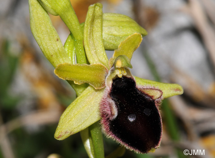 Ophrys promontorii