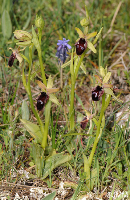 Ophrys promontorii