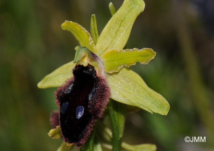 Ophrys promontorii