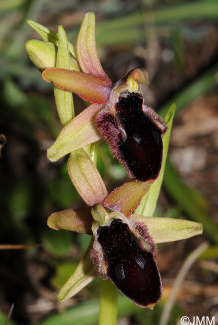 Ophrys promontorii