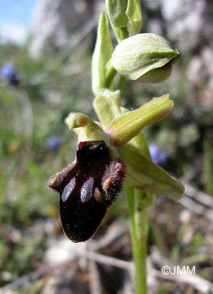 Ophrys promontorii