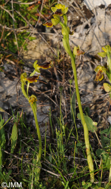 Ophrys pseudomelena