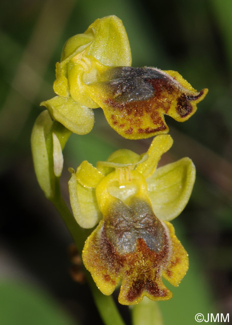 Ophrys pseudomelena