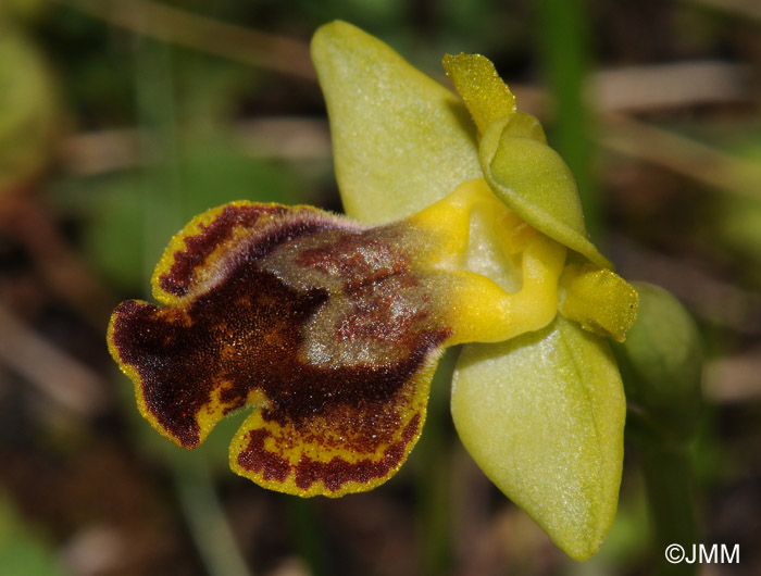 Ophrys pseudomelena