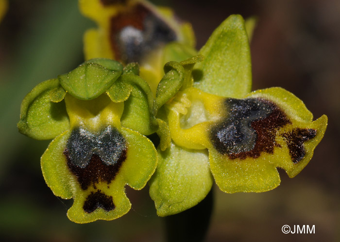 Ophrys sicula