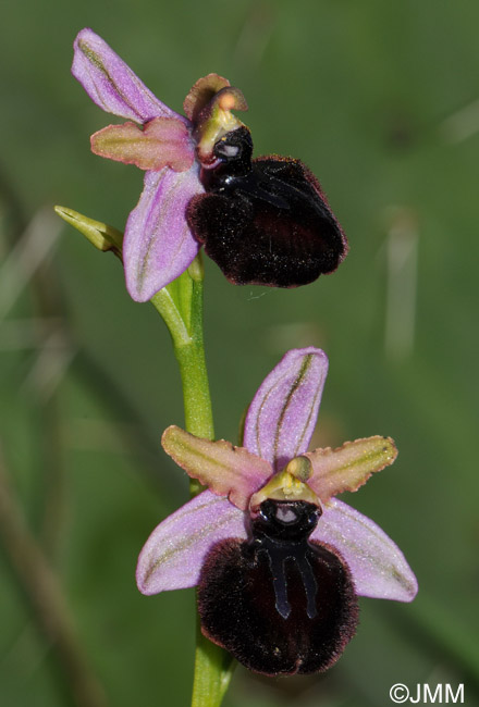 Ophrys sipontensis