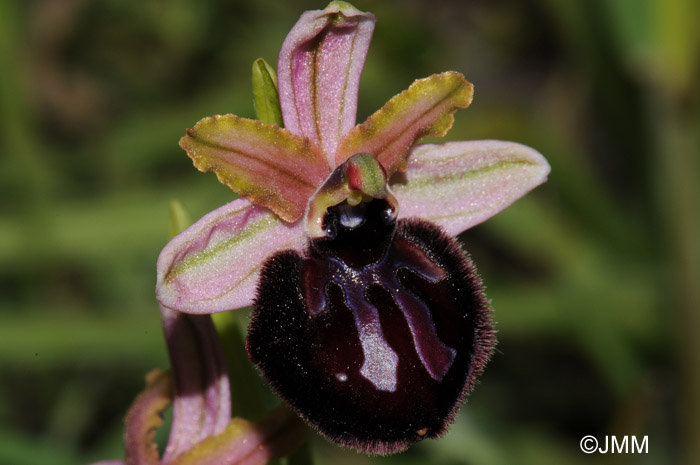 Ophrys sipontensis