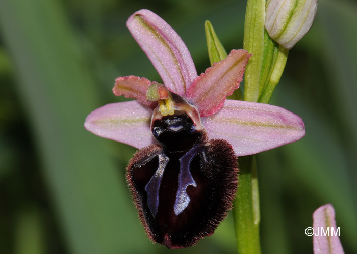 Ophrys sipontensis