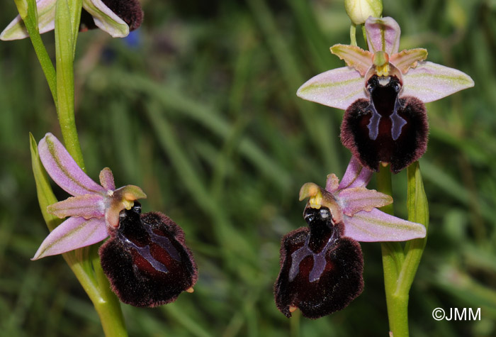 Ophrys sipontensis
