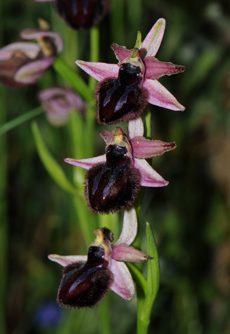 Ophrys sipontensis