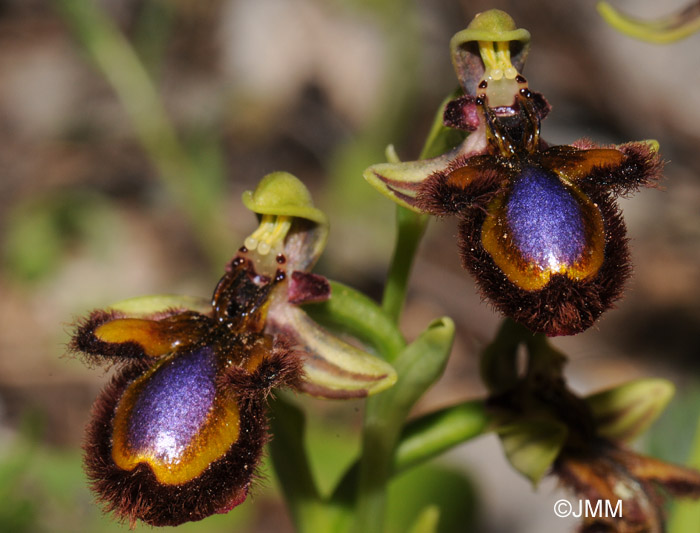 Ophrys speculum 