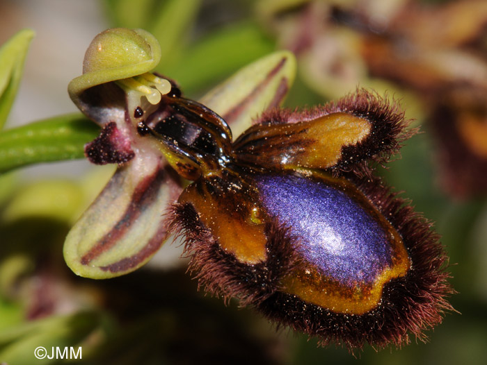 Ophrys speculum 