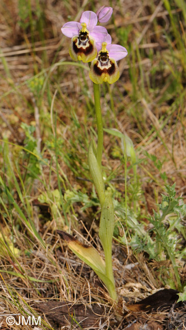Ophrys tardans