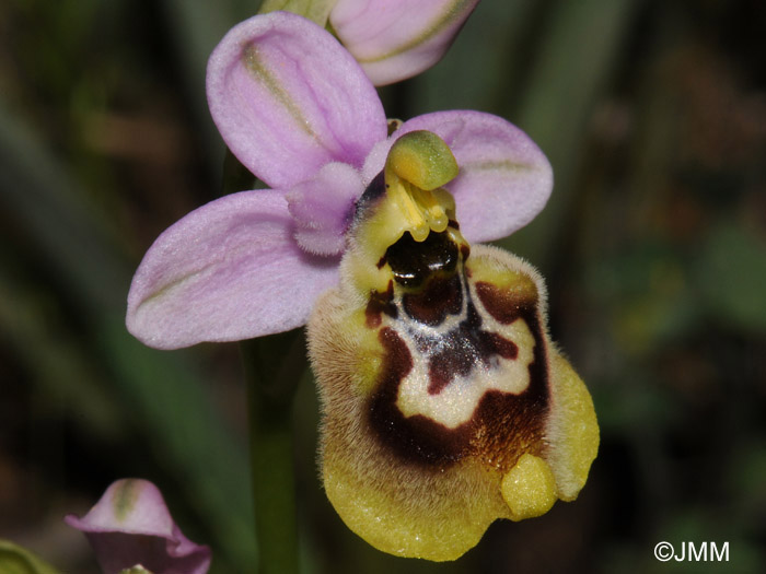 Ophrys tardans