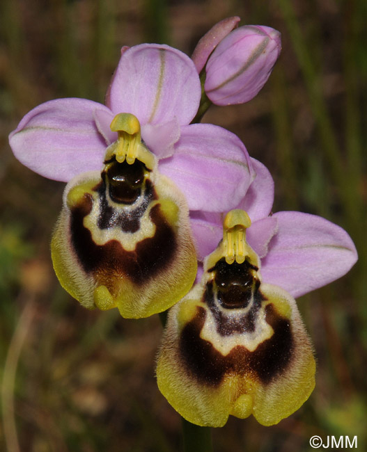 Ophrys tardans