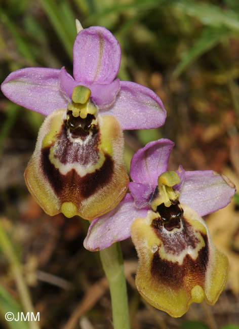 Ophrys tardans