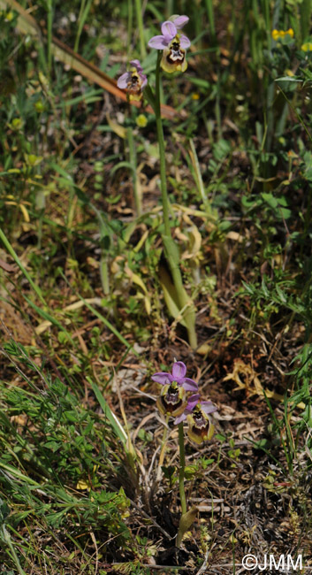 Ophrys tardans