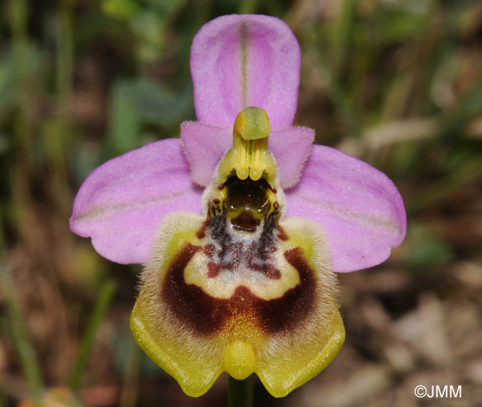 Ophrys tardans