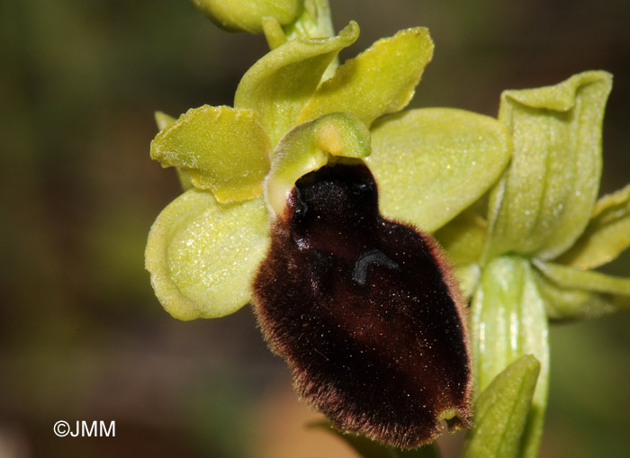 Ophrys tarentina