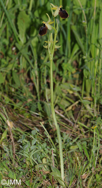 Ophrys tarentina