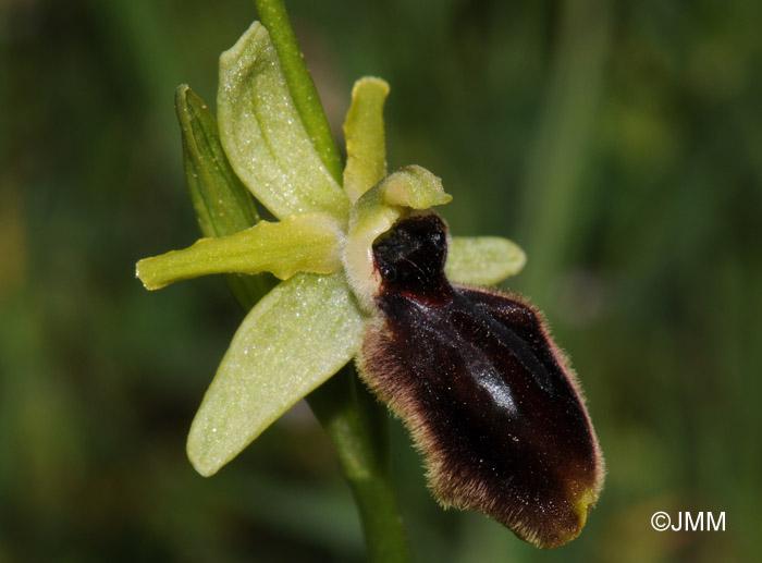 Ophrys tarentina