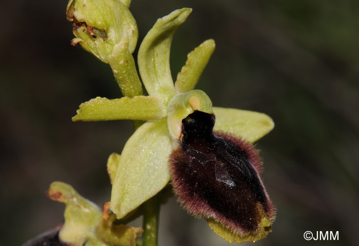 Ophrys tarentina