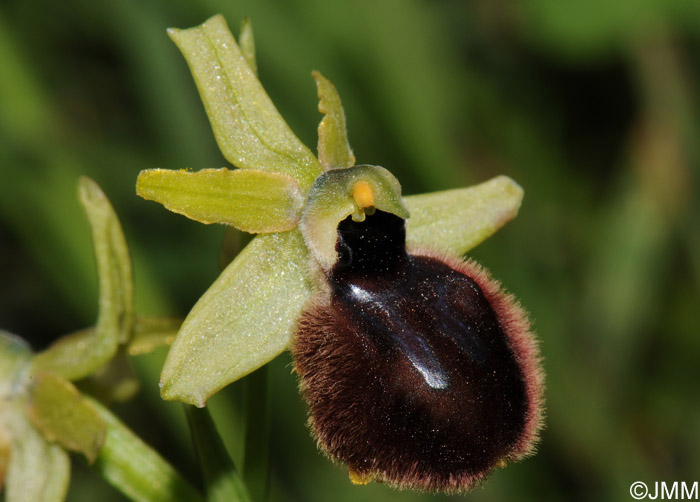 Ophrys tarentina