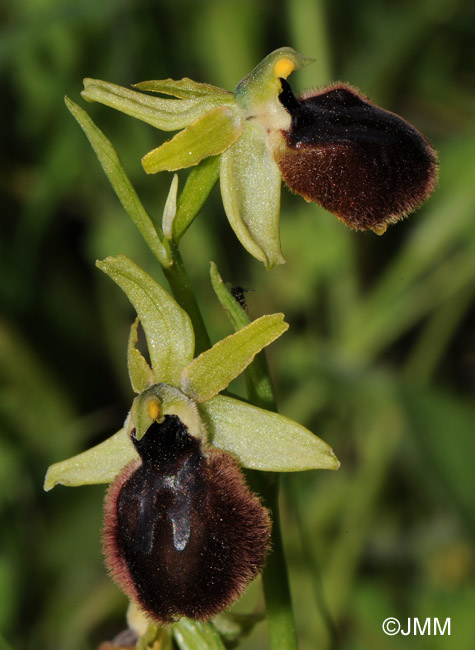 Ophrys tarentina