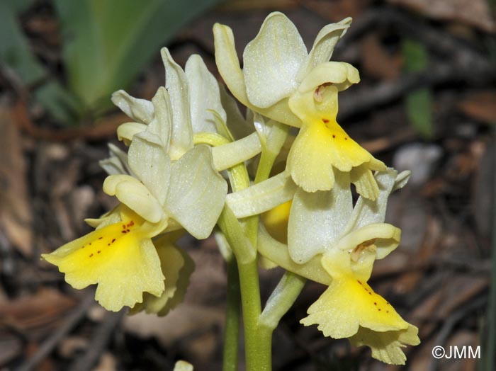 Orchis pauciflora