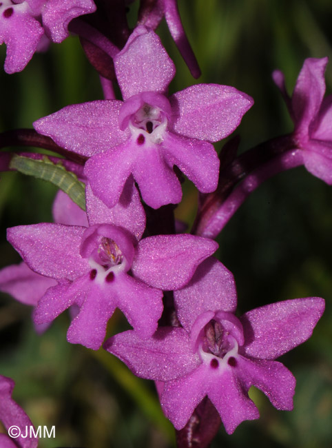 Orchis quadripunctata