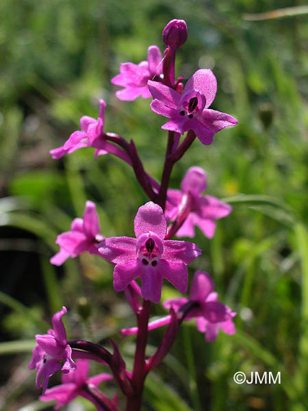 Orchis quadripunctata