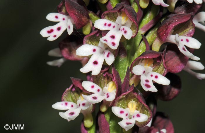 Neotinea ustulata = Orchis ustulata
