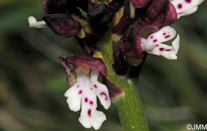 Neotinea ustulata = Orchis ustulata