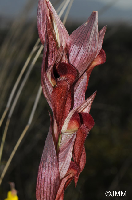 Serapias apulica