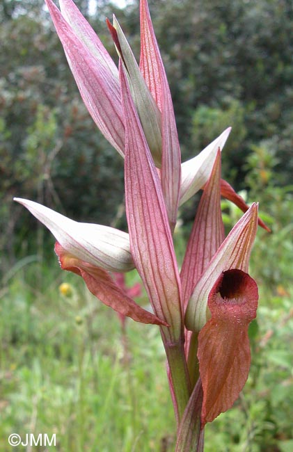 Serapias longipetala