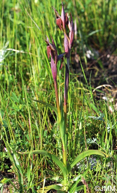 Serapias longipetala