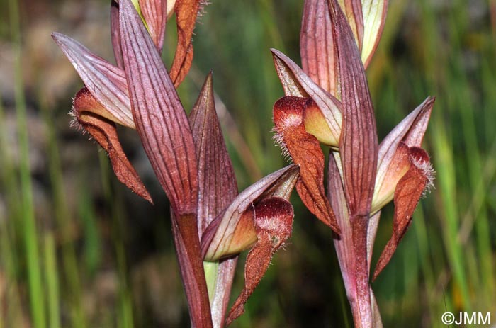 Serapias longipetala