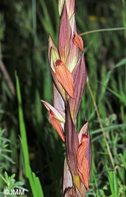 Serapias longipetala
