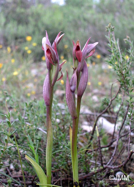 Serapias parviflora