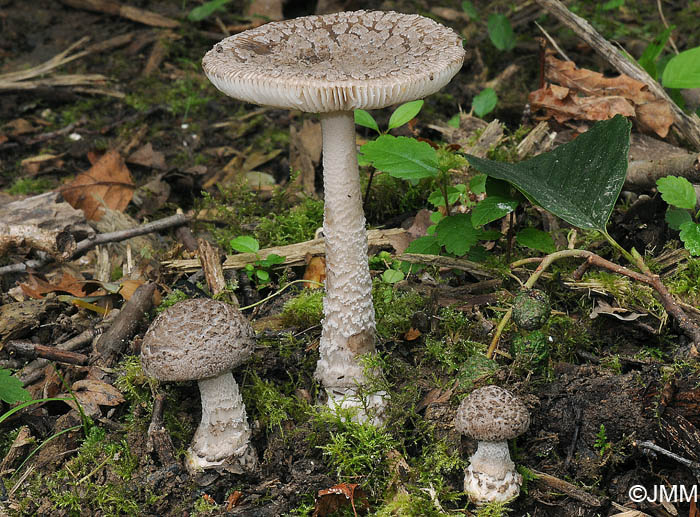 Amanita friabilis