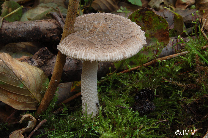 Amanita friabilis